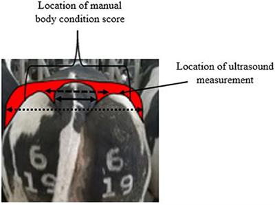 Comparison of Methods for Monitoring the Body Condition of Dairy Cows